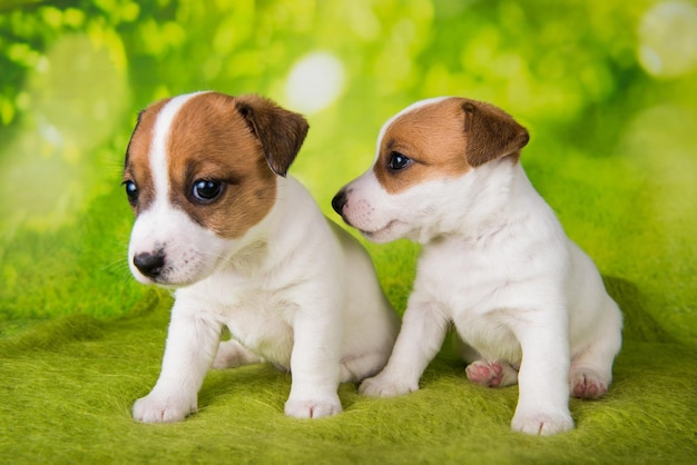 Dos lindos cachorros jack russell terrier sentados sobre fondo verde