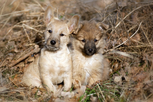 Dos lindos cachorros en pasto seco.