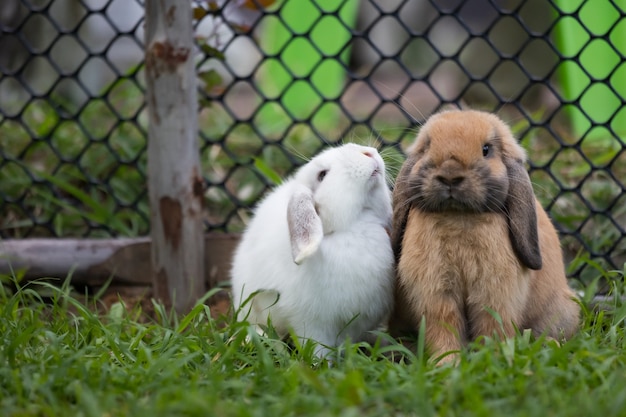 Dos lindos conejos amar y jugar juntos en la hierba verde del prado. Amistad con el conejito de pascua. Conejo feliz.