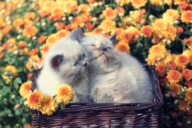 Foto dos lindos gatitos en una canasta en un jardín cerca de flores de crisantemo naranja