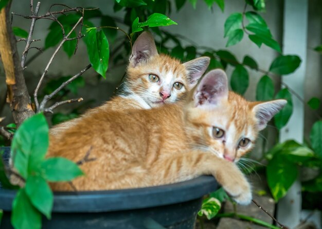 Dos lindos gatitos dorados hermanos yacían acurrucados dentro de una maceta en un desordenado jardín trasero al aire libre