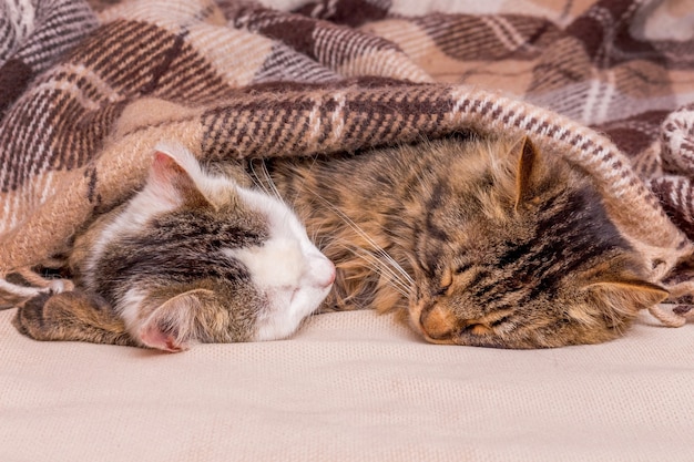 Dos lindos gatitos duermen juntos en la cama_