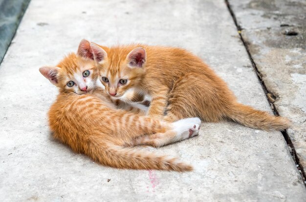 Dos lindos gatitos marrones dorados juegan en el patio trasero de la casa al aire libre enfoque selectivo en el ojo