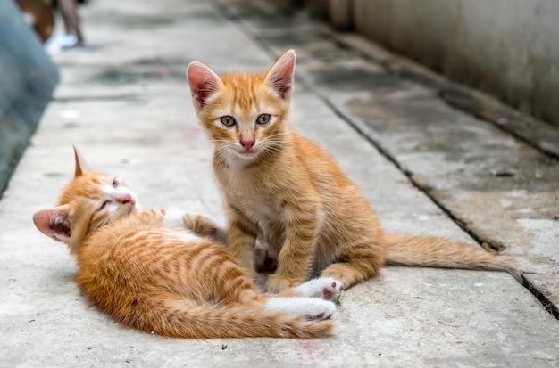 Dos lindos gatitos marrones dorados juegan en el patio trasero de la casa al aire libre enfoque selectivo en el ojo