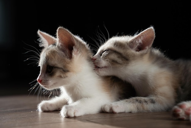 Foto dos lindos gatitos yacen en el suelo. uno lame el pelaje del otro. cuidar de las mascotas entre sí. primer plano, fondo negro.