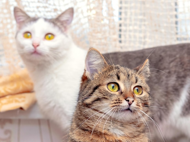 Dos lindos gatos en una habitación con miradas atentas.