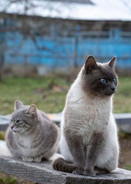 Dos lindos gatos se sientan en un banco de madera y observan lo que sucede a su alrededor.