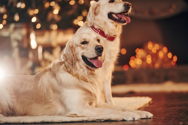 Dos lindos perros perdigueros de oro juntos en casa celebrando el año nuevo