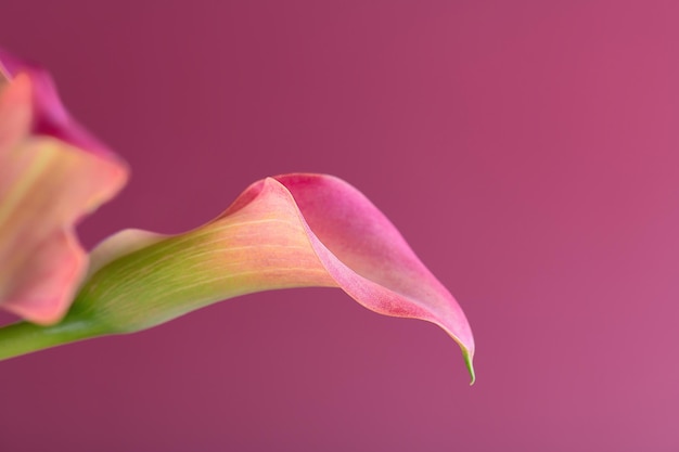 Dos lirios de Calla rosas sobre fondo rosa para la tarjeta del día de San Valentín o regalo de San Valentín, cumpleaños, citas, aniversario. Primer plano de textura de flores de cala rosa con espacio de copia. Fotografía macro floral