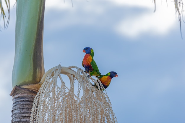 Dos loritos australianos del arco iris que se sientan en palmera. Concepto animal