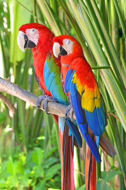 Dos loros brillantes Ara en la jungla.