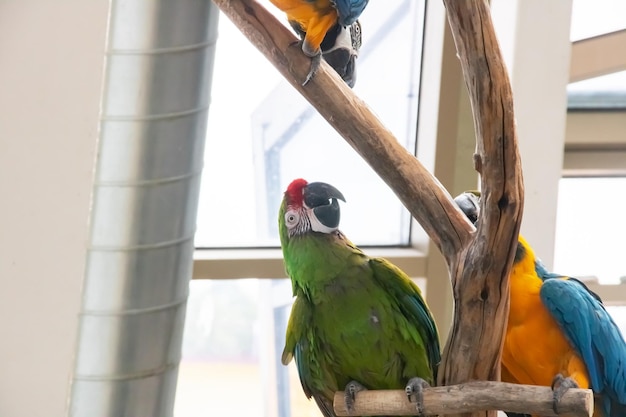 Dos loros de colores se sientan en una rama