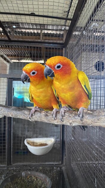 Dos loros conure de sol en una jaula