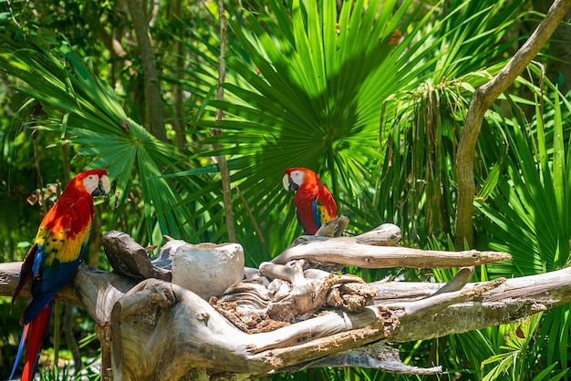 Foto dos loros guacamayo rojos posados en la corteza de los árboles en el parque ecoturístico de xcaret