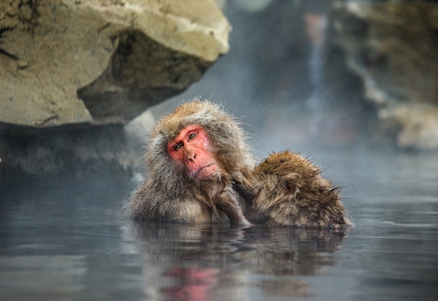 Dos macacos japoneses están sentados en el agua en una fuente termal. Japón. Nagano. Parque de los monos Jigokudani.