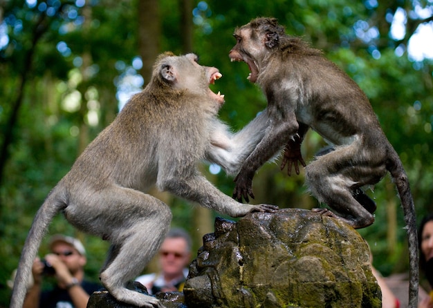 Dos macacos jugando entre sí en el templo. Indonesia. La isla de Bali.