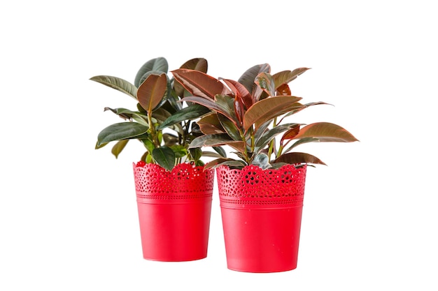 Dos maceteros rojos con Ficus Elastica