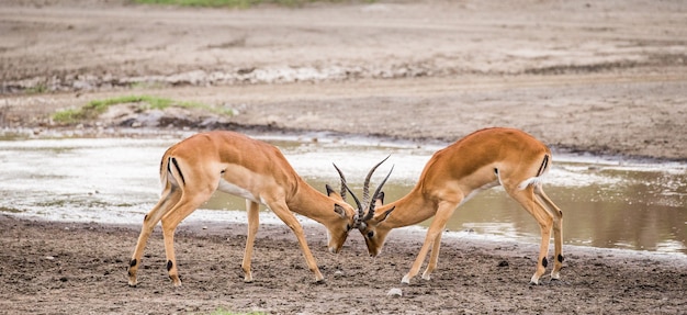 Dos machos del antílope impala luchan entre sí. África. Tanzania. Parque Nacional del Serengeti.