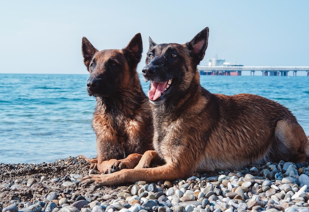 dos malinois en la playa, dos pastores belgas, perros rojos de pura raza, retrato de malinois