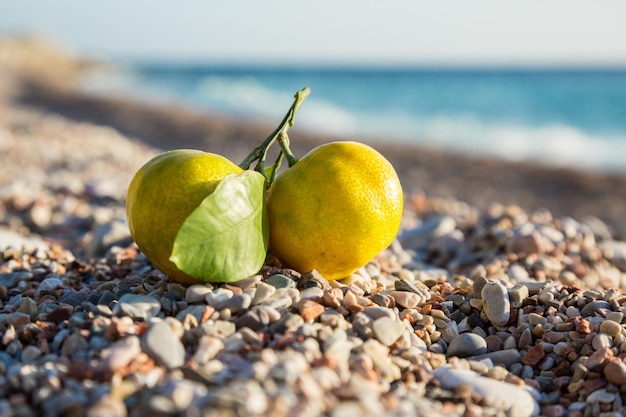 Dos mandarinas acostadas sobre piedras de mar en una orilla Cosecha fresca de mandarinas en otoño