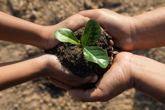 Dos manos ayudando a plantar árboles jóvenes para salvar el mundo.