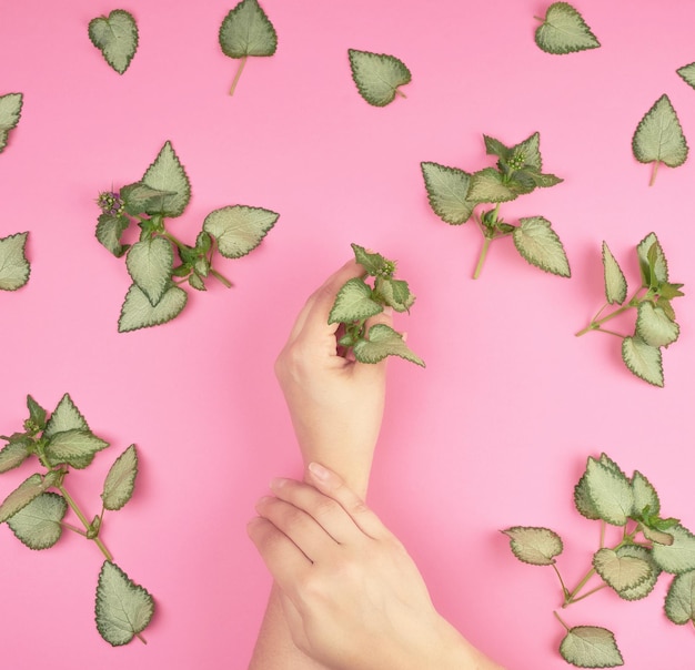 dos manos femeninas y hojas verdes frescas