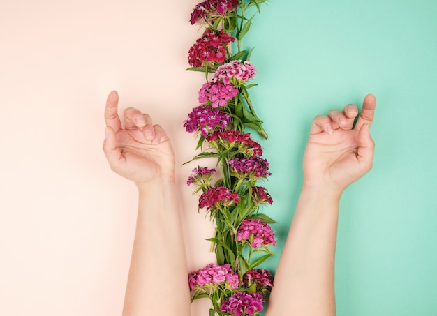 Dos manos femeninas con piel suave y clara y capullos de clavel turco en flor.