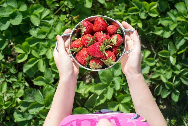 Dos manos de una mujer en un campo con fresas recién cortadas en la vista superior de la olla de metal