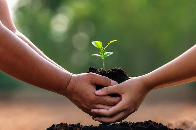 Dos manos sosteniendo una pequeña planta para plantar en el concepto de jardín día de la tierra