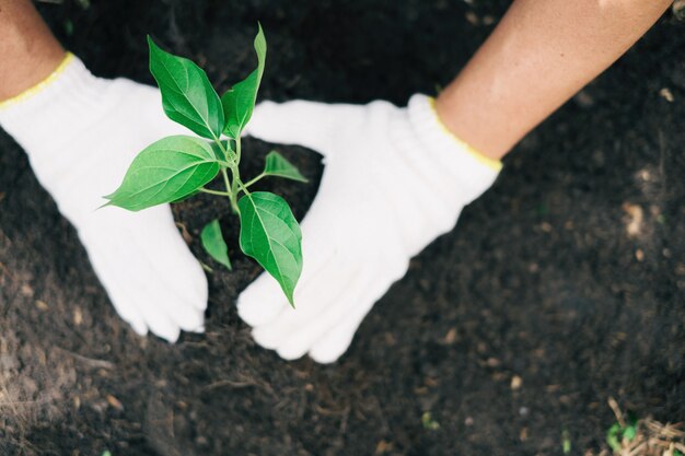 Dos manos sujetaban las plántulas para ser plantadas.