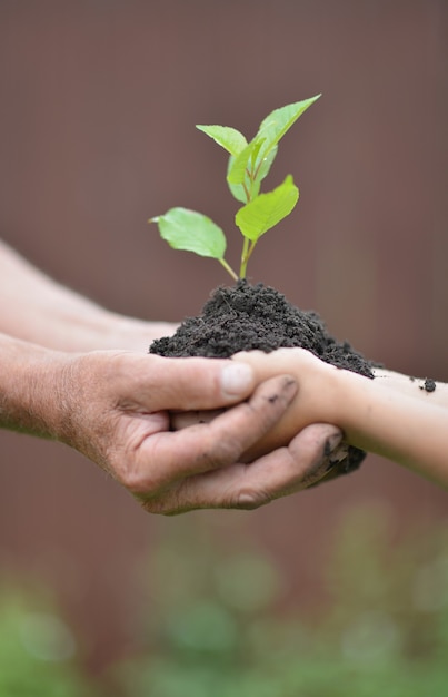 Dos manos, tenencia, juntos, joven, brote, de, un, árbol