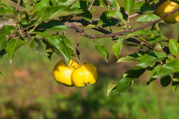 Dos manzanas maduras amarillas cuelgan en una rama de otoño enfoque selectivo y fondo borroso