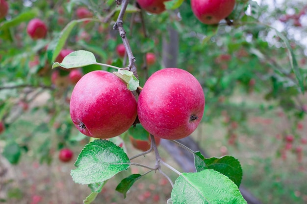 Dos manzanas rojas colgando de la rama de un manzano Concepto de agricultura ecológica