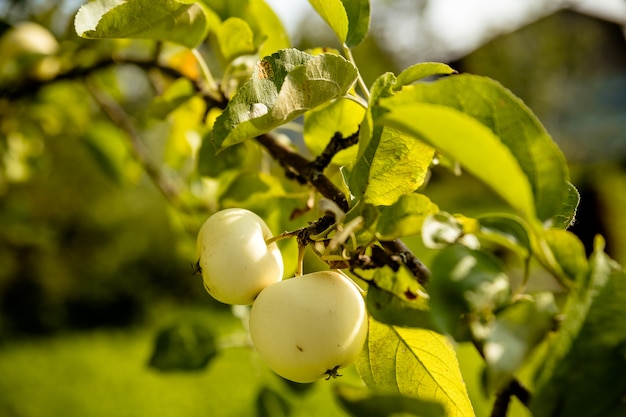 Dos manzanas verdes en una rama. Apple está lista para ser cosechada. Jardín de manzanas.