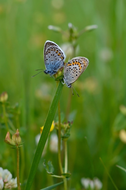 Dos mariposas azules comunes en una planta en la naturaleza de cerca