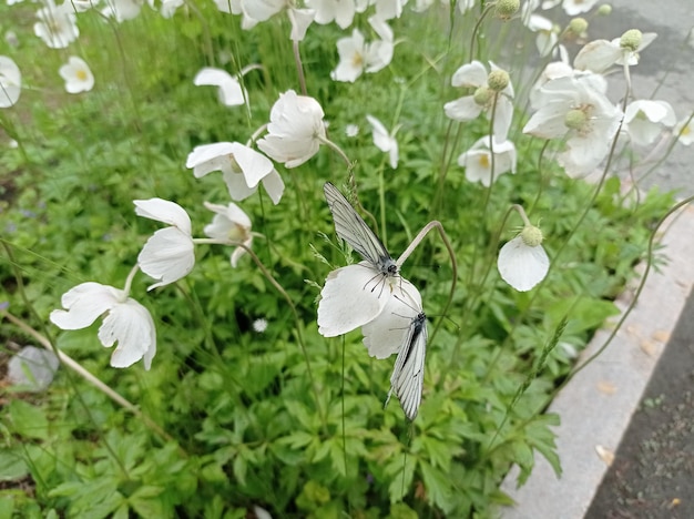 dos mariposas blancas en una flor descansar caminar parque relajarse al aire libre