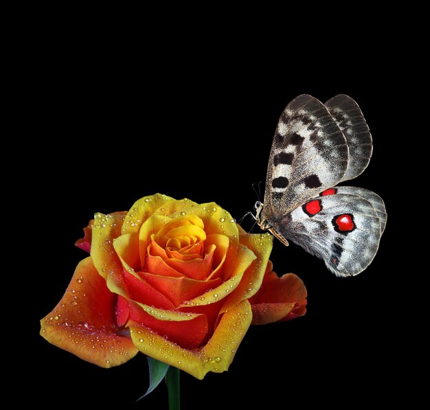 dos mariposas están en una flor y una es amarilla y roja