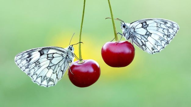 Dos mariposas están sentadas en una cereza.