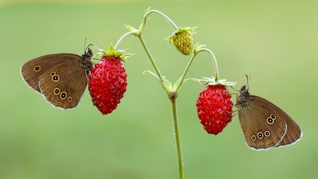 Dos mariposas están sentadas en una fresa silvestre.