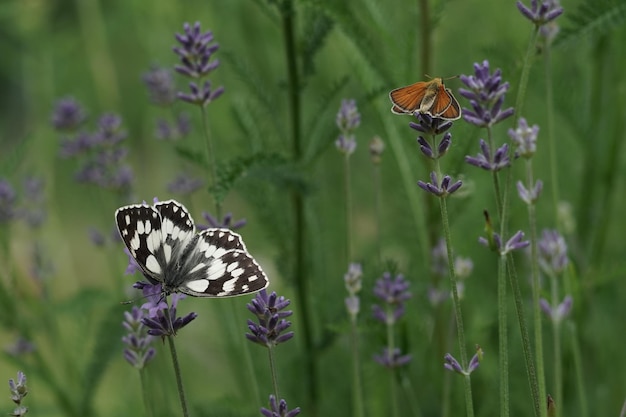 dos mariposas con flores de lavanda