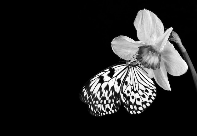 dos mariposas se muestran en blanco y negro.