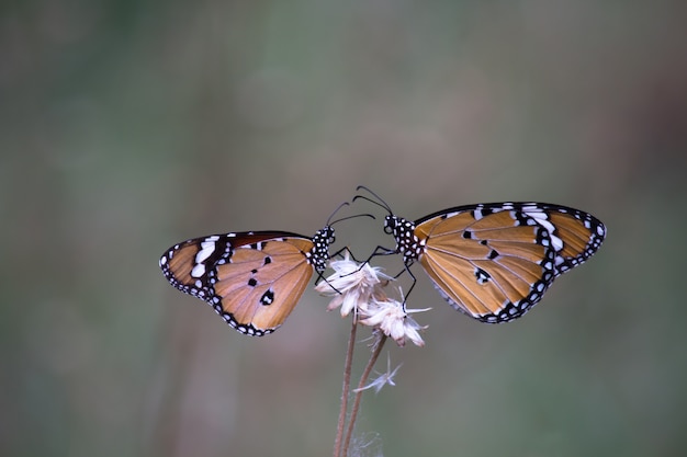 Dos mariposas en las plantas de flores