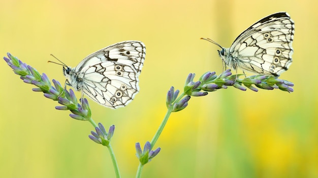 Dos mariposas sobre una flor en el jardín.