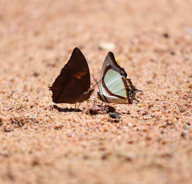 dos mariposas en el suelo