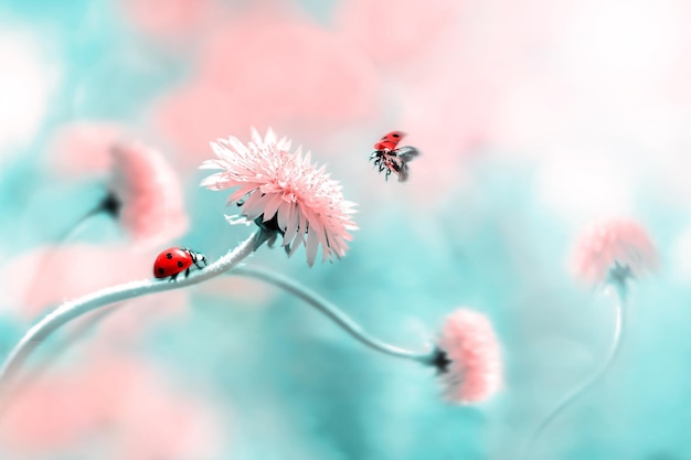 Dos mariquitas en una flor de primavera rosa Vuelo de un insecto Imagen macro artística Concepto primavera verano Espacio libre
