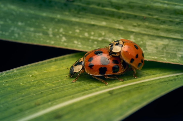 Foto dos mariquitas en la hierba verde