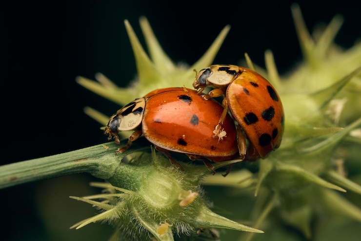 Foto dos mariquitas en la hierba verde