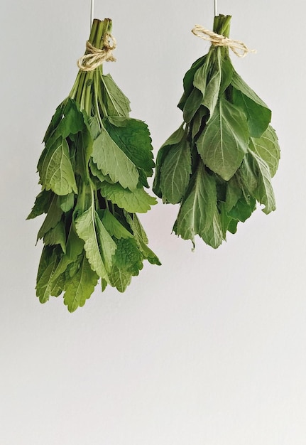 Dos mentas frescas de menta en racimos colgando para secar Cosecha de hierbas para el invierno