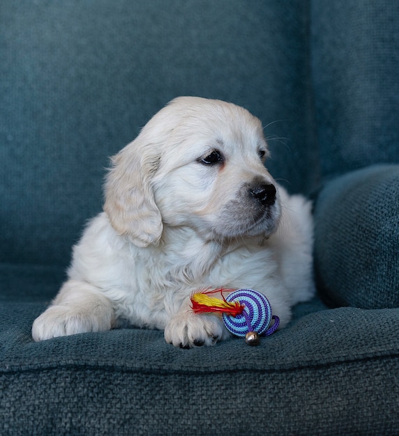 Dos meses de cachorro de golden retriever sentado lindo retrato, con un juguete de color