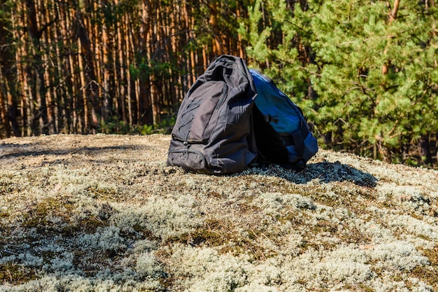 Dos mochilas en el suelo de un bosque de coníferas